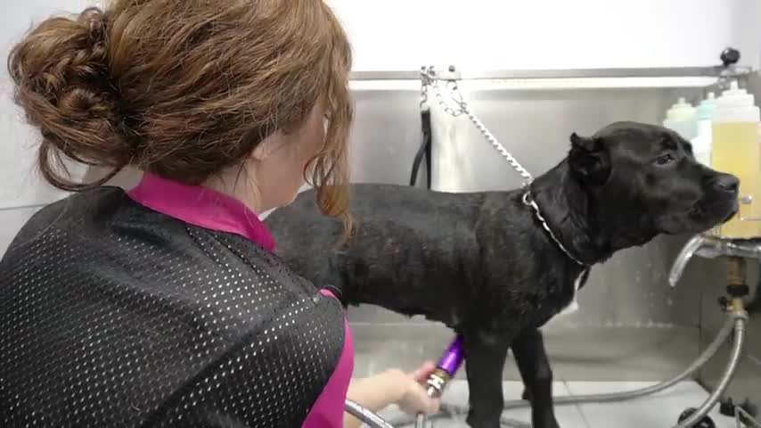 Cane Corso Puppy Cute Dog