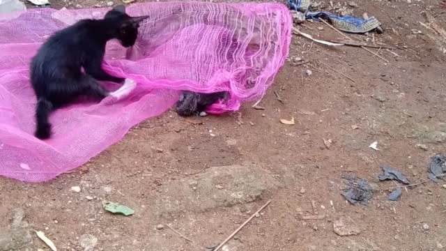 cat on trap, and his brother want to free