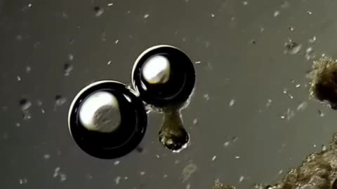 Hydrogen peroxide is great for disinfection