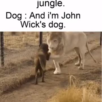 Lion: I'm the king of the Jungle. Dog: And I'm John Wick's dog.