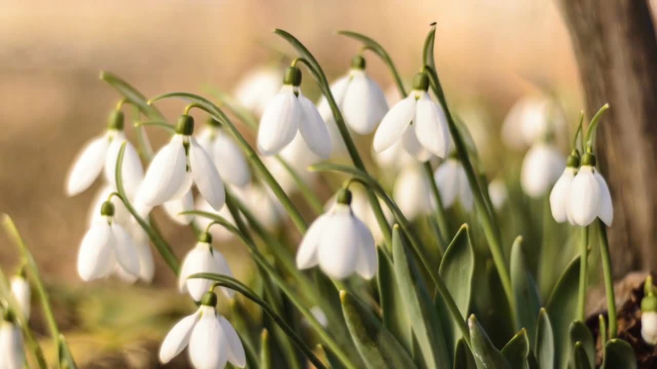 Snowdrops Blossom