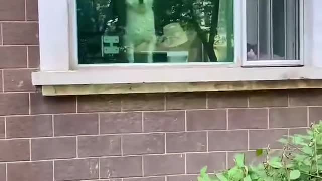 I don't think you've ever seen that lovely Samoyed