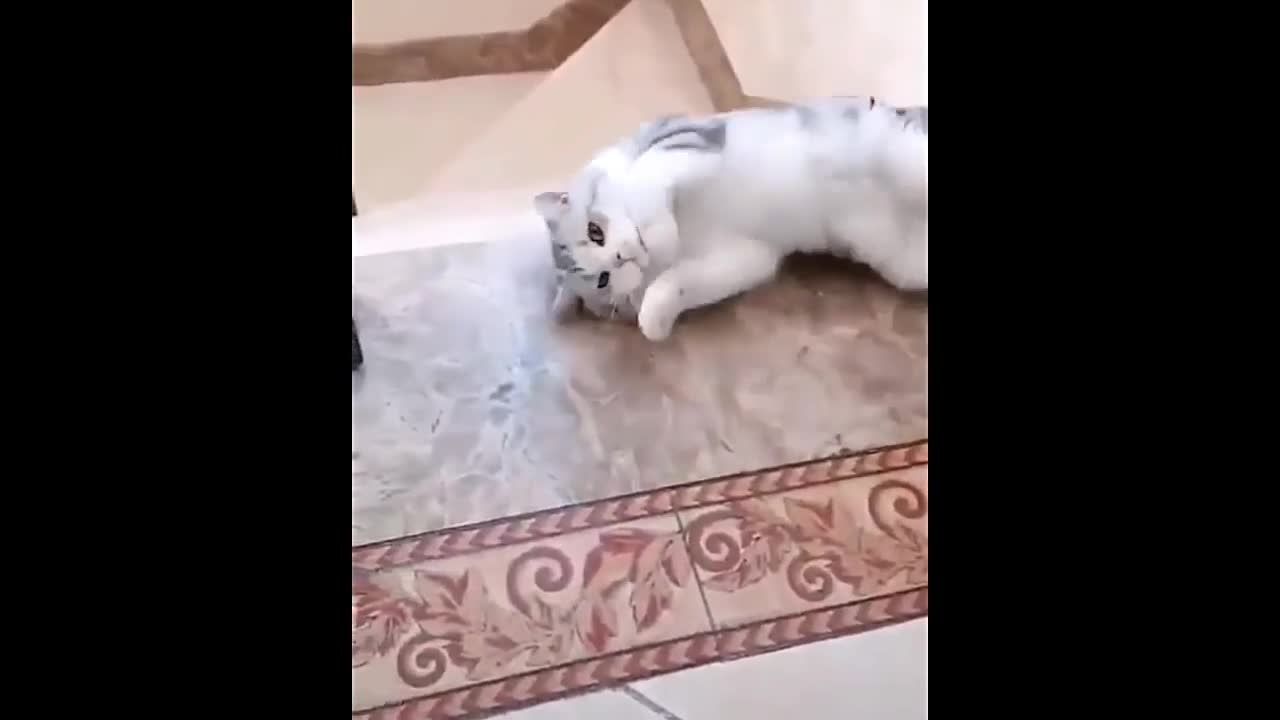 Funny Crazy cats