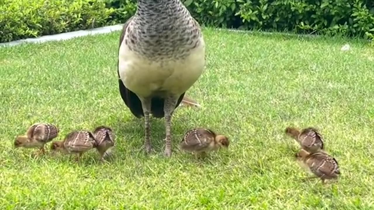 Birds video|animals short|animation video