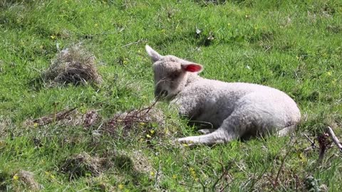 cute lamb