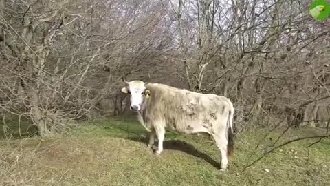 REAL COW VIDEOS REAL COW SOUNDS | Cow Video