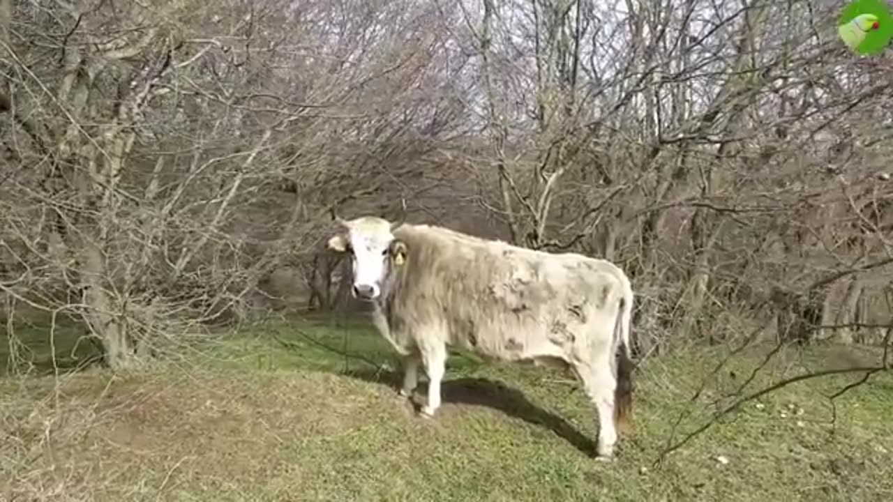 REAL COW VIDEOS REAL COW SOUNDS | Cow Video