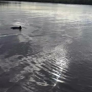 Dolphins in the everglades on a December 21st, 2023 morning. Ray
