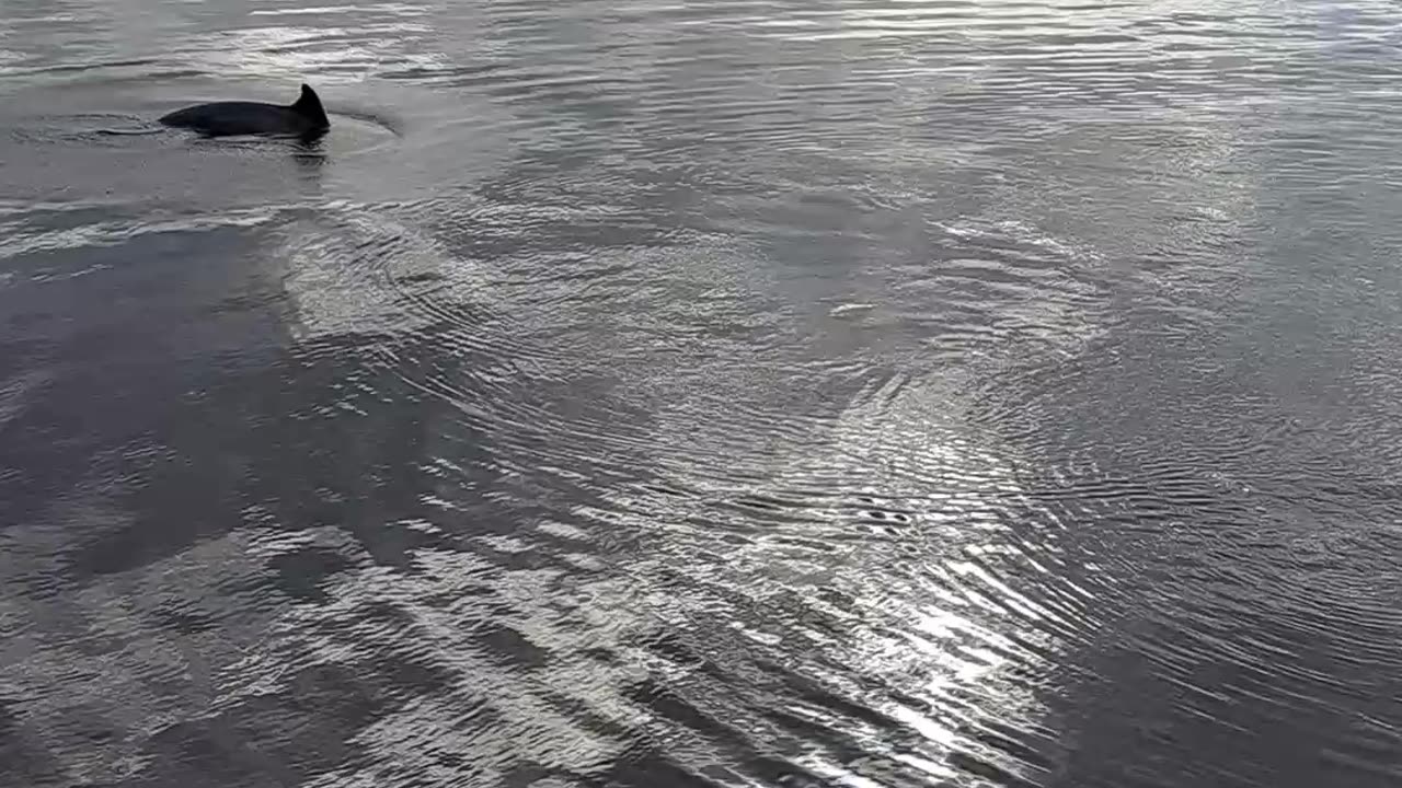 Dolphins in the everglades on a December 21st, 2023 morning. Ray