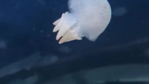 cute jellyfish