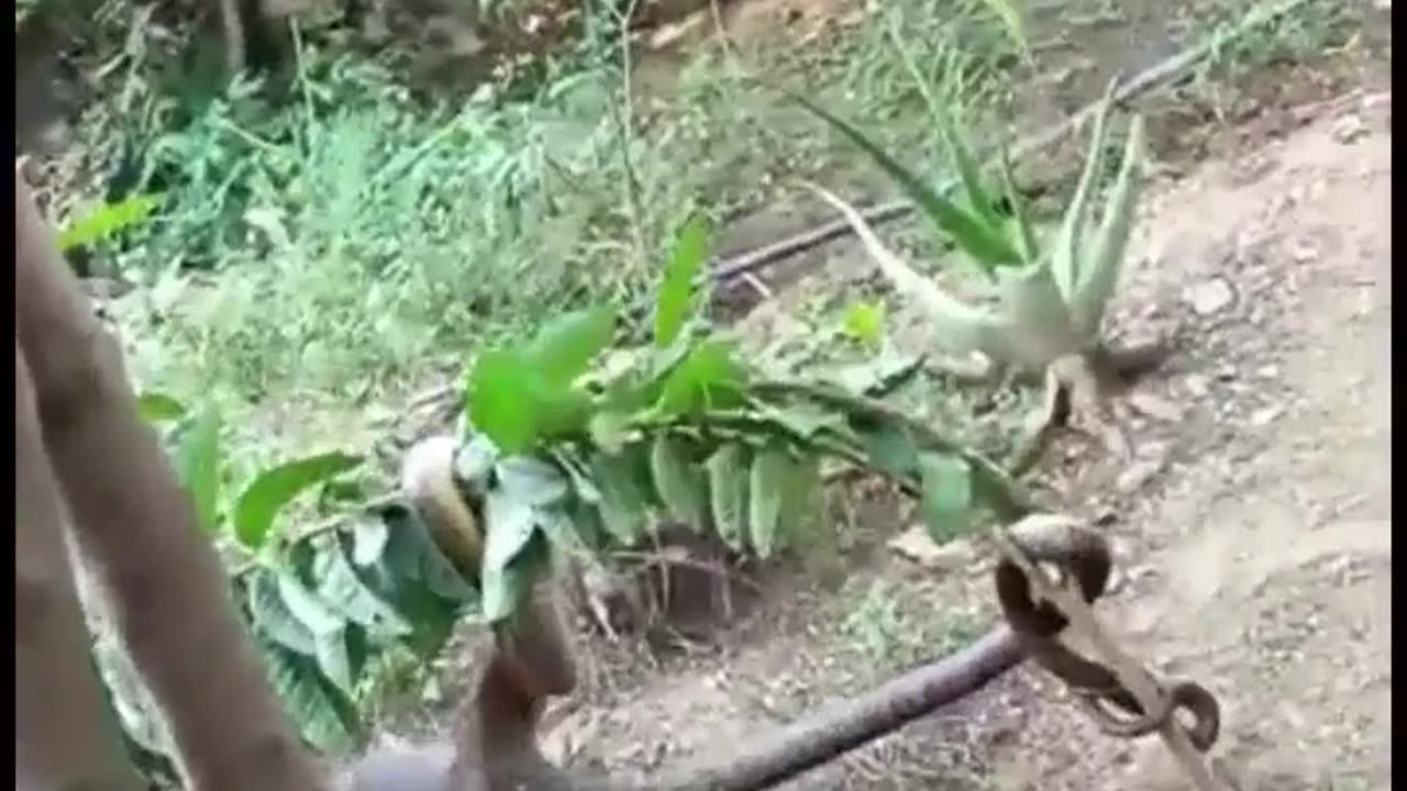 plowing mangut to attack snakes