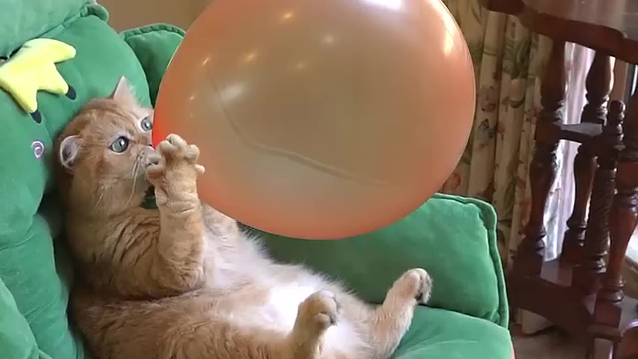 Boom,Scared me! #exlittlebeans #funny_cats #cat #funny_videos