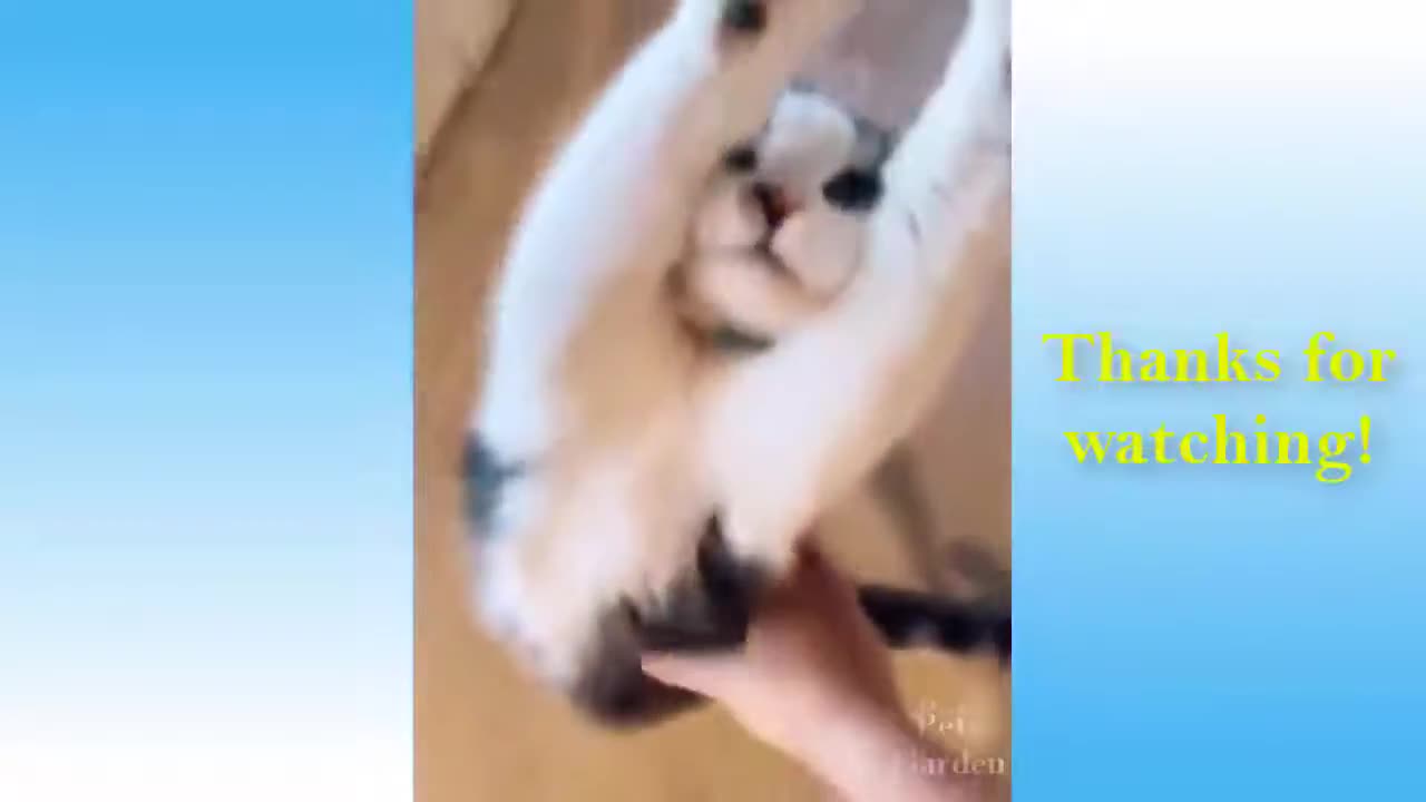 Funny and Cute Animals Video