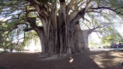 Top 5 BIGGEST Trees on Earth