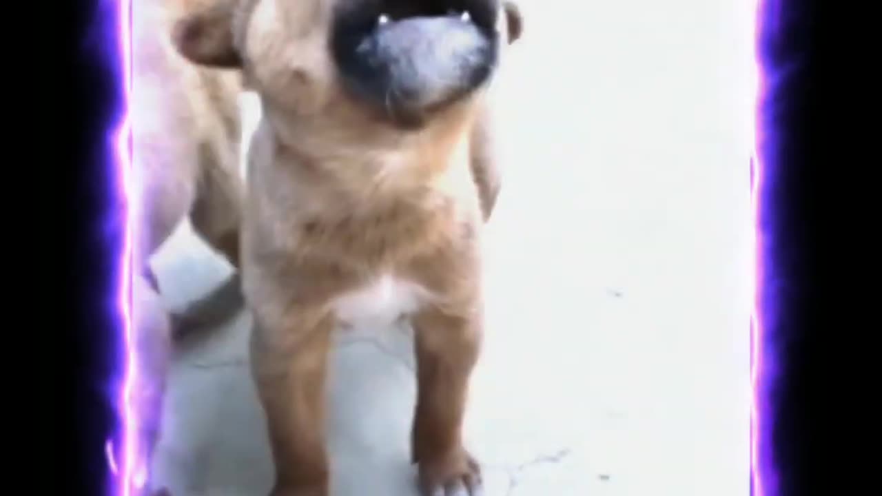 Dog speaking like human