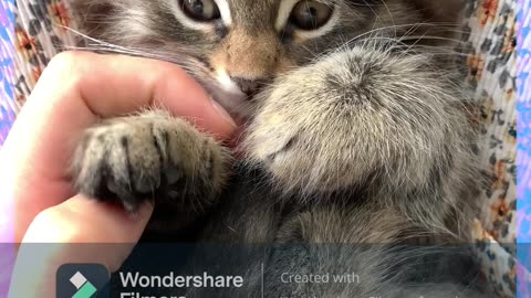 Secret Cat facts