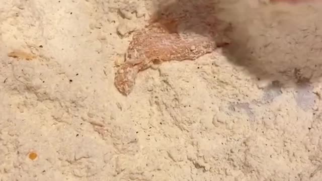 pollo crujiente