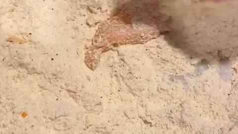 pollo crujiente