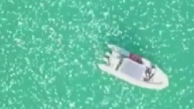 Jellyfish swarm a boat in Israel