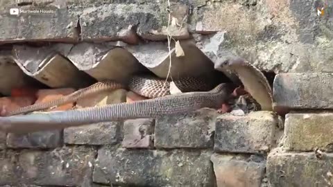 King Cobra caught live on public place
