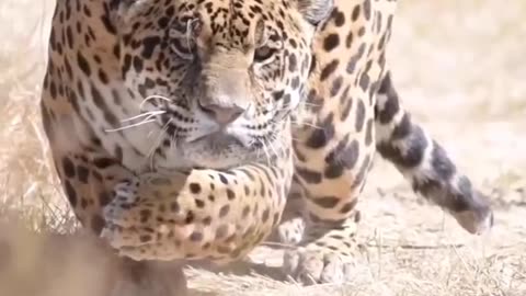 Big Kitty