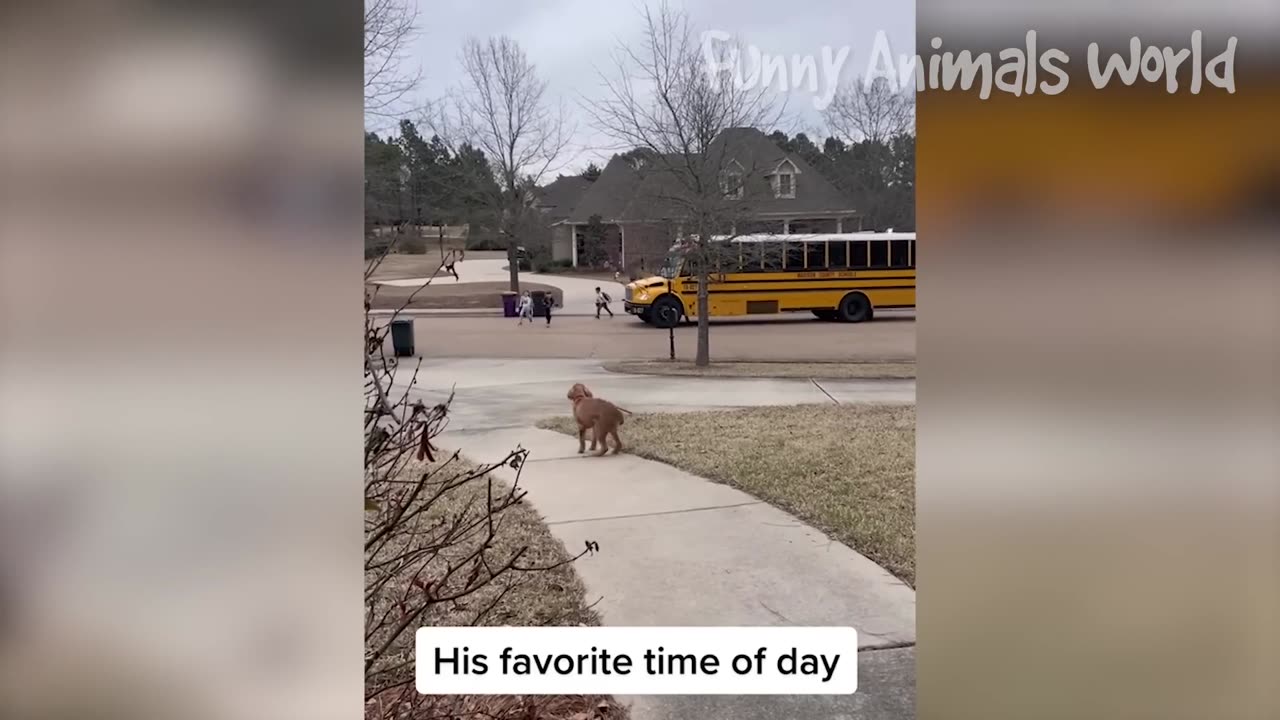 Funny cats & dogs around the world