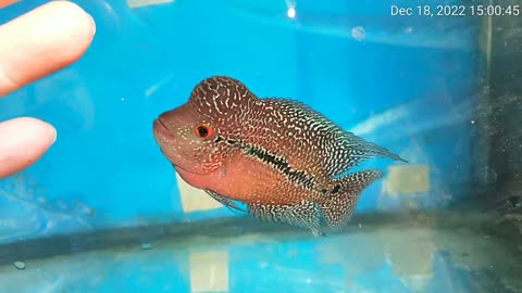 Flowerhorn fish