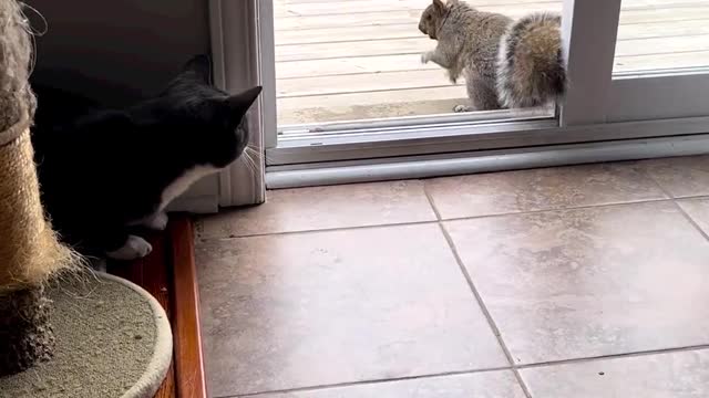 Cute cat and squirrel