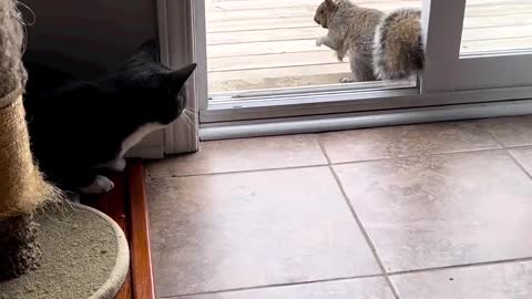 Cute cat and squirrel