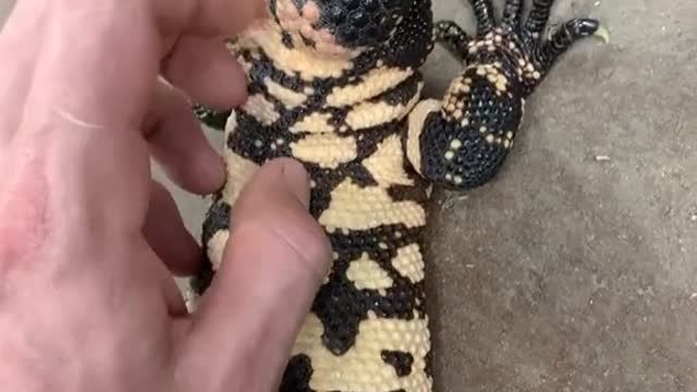 Gila Monster love!!