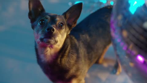 The cutest dog of the year: Always in awe