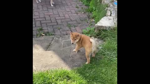 Shiba Inu puppy meets Ragdoll, 8 weeks old Shiba Inu puppy coming to new home