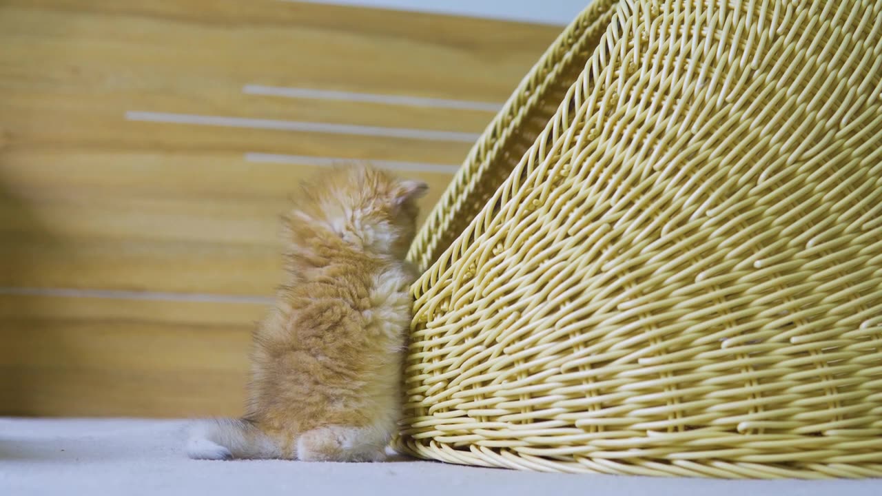 Kitten Pudding Wants To Be The _Lion King_ To Protect The Chicks