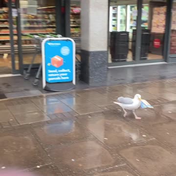 Seagull enters the store, Takes a Sandwich and Walks out - Lol - Interesting Watch - Shoplifting - Funny Animal Video