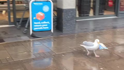 Seagull enters the store, Takes a Sandwich and Walks out - Lol - Interesting Watch - Shoplifting - Funny Animal Video