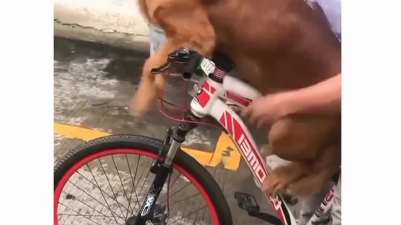 Dog Need a ride