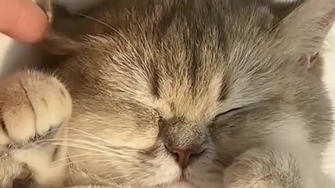 CUTE BABY CAT WILL MADE YOUR DAY