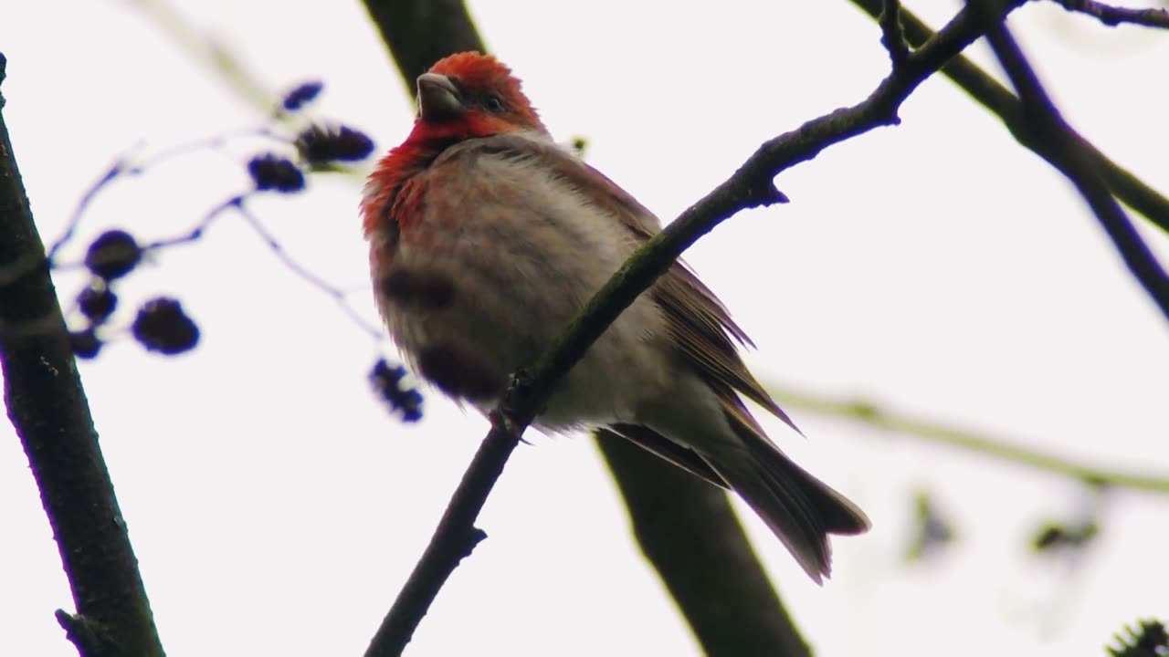 Small migratory bird