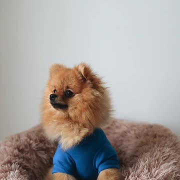 Unleashing the Adorable: Watch Cute Pet Steal Your Heart!