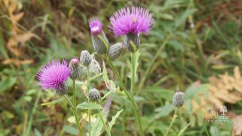 Identifying canadian thistle