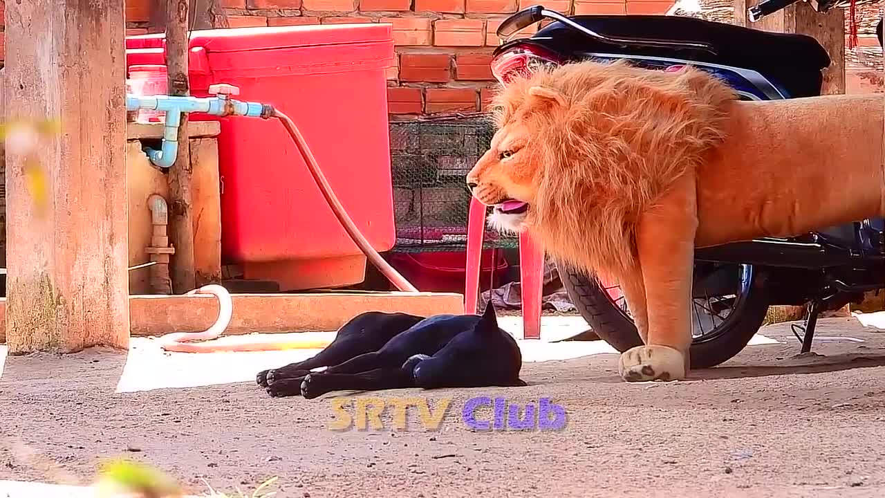 Best Prank Collection Top 15 - Fake Lion Prank Real Dog Super Funny - Try Not To Laugh Challenge