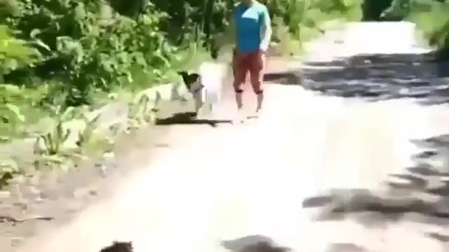 Cat instinct when facing danger