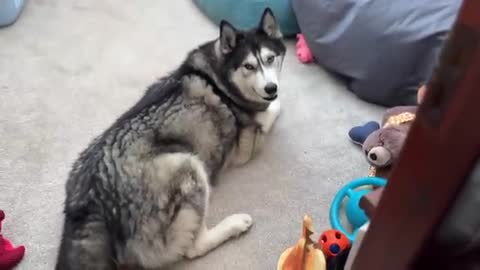 Husky Shocked When His Own BELLY Talks to Him!