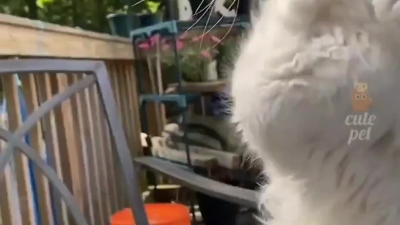 amazing and more funny cats