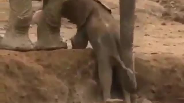 Mother Elephant Saved Baby Elephant