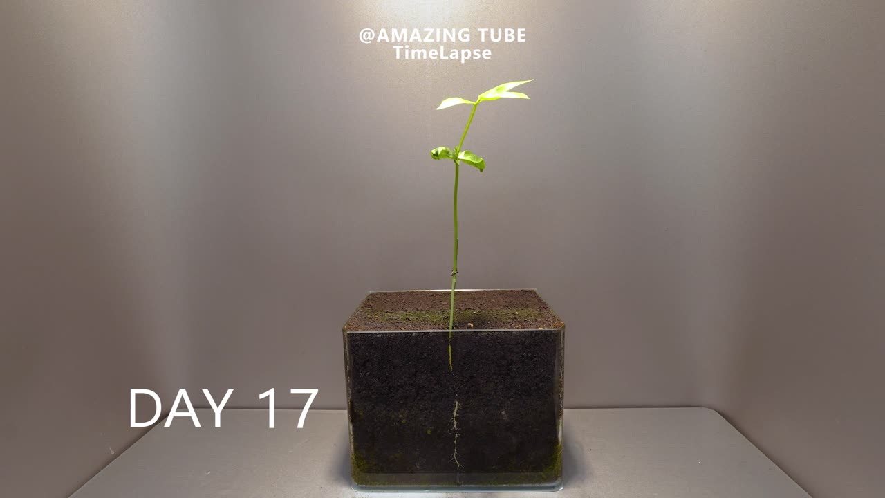 Growing Black-eyed Pea - Time Lapse