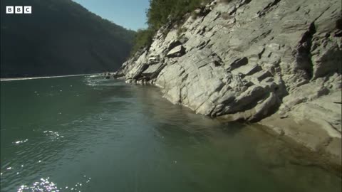 Cheeky Monkeys Stealing and Begging for Food | Ganges | BBC Earth