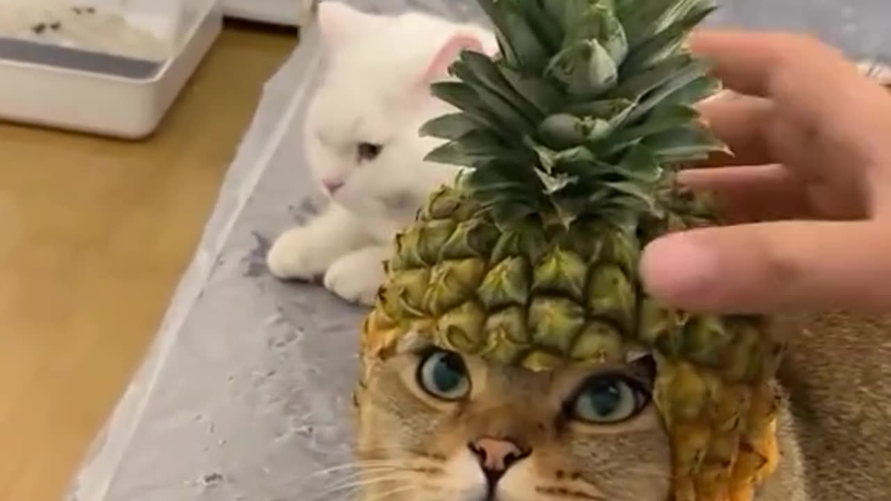 Pineapple 🍍 cat