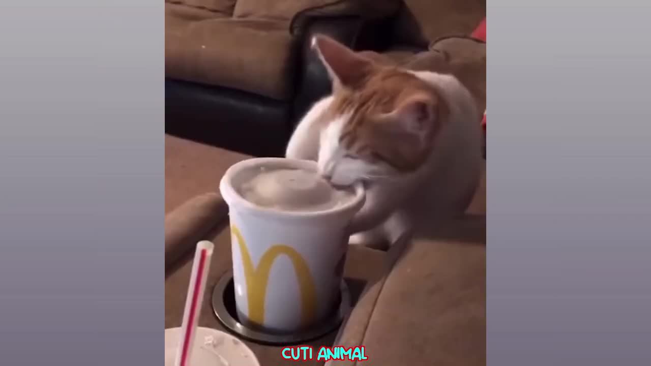 Funny Dog And Cat ππΆπ» Funniest Animals