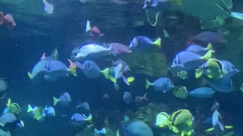 Beautiful fishes in Houston Zoo